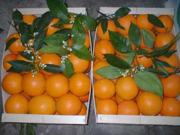 Fotografía: Proponga a vender Fruta y hortaliza Naranja