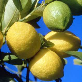 Fotografía: Proponga a vender Fruta y hortaliza Limón