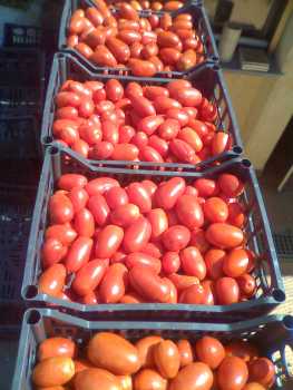 Fotografía: Proponga a vender Frutas y hortalizas Tomate