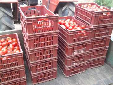 Fotografía: Proponga a vender Fruta y hortaliza Tomate