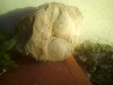 Fotografía: Proponga a vender Conchas, fósile y piedra ESCARBANDO EN MI CASA