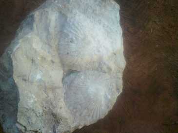 Fotografía: Proponga a vender Conchas, fósile y piedra ESCARBANDO EN MI CASA
