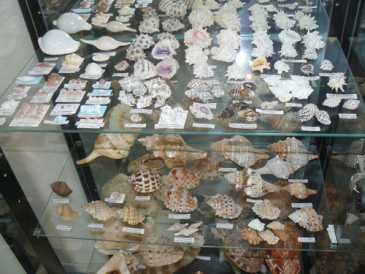 Fotografía: Proponga a vender Conchas, fósiles y piedras COLLECTION