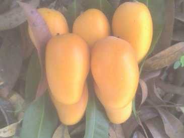 Fotografía: Proponga a vender Fruta y hortaliza Mango