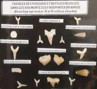 Fotografía: Proponga a vender Conchas, fósile y piedra FOSSILI DEL CRETACEO-PALEOGENE