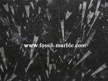 Fotografía: Proponga a vender Decoración BLACK SLAB FROM FOSSILIZED MARBLE MOROCCO - BLACK SLAB FOSSILIZED MARBLE MOROCCO