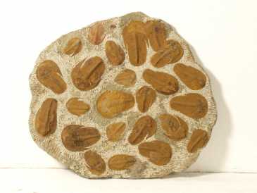 Fotografía: Proponga a vender Conchas, fósile y piedra MAIN D'OEUVRE