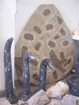 Fotografía: Proponga a vender Conchas, fósile y piedra MAIN D'OEUVRE