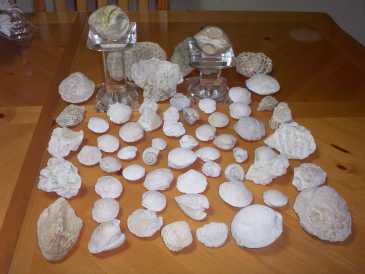 Fotografía: Proponga a vender Conchas, fósiles y piedras COQUILLAGES,FOSSILES,PIERRES