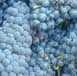 Fotografía: Proponga a vender Vino Italia - Piamonte