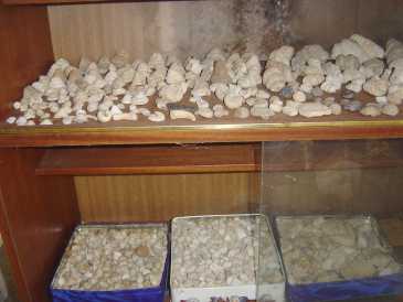 Fotografía: Proponga a vender Conchas, fósile y piedra