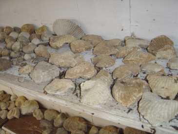 Fotografía: Proponga a vender Conchas, fósile y piedra